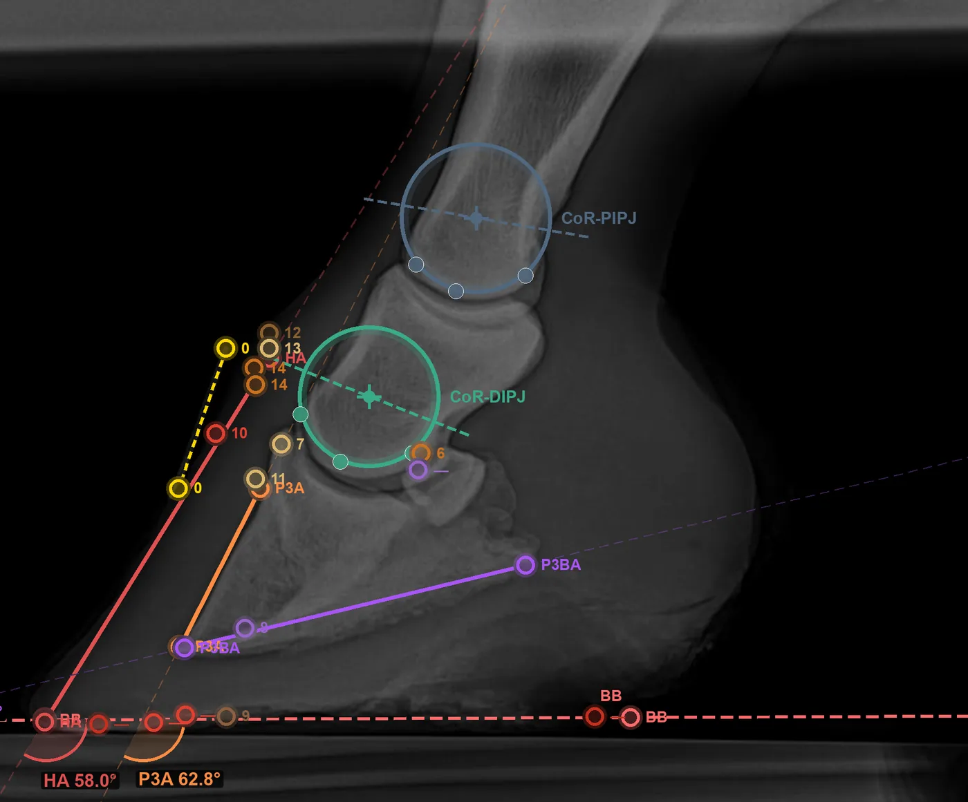 A lateral radiograph of a horse's foot marked up in the tool, with landmarks placed, joint centres circled and hoof and pedal bone angles derived automatically